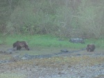 Bears by the boat in Red Bluff Bay where we were stern tied