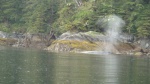 Whale rubbing on rock Takatz Bay