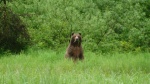 Very large bear indeed & yes the adrenaline was flowing