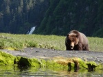 bear & waterfall closer 