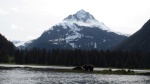 bear on tidal island with prominent Red Bluff Bay peak in background d