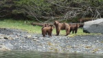 Sow & cubs, Falcon Arm, Khaz Bay the day the Mokai broke down