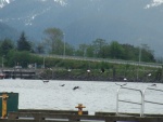 eleven eagles in flight Sitka channel1