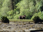 large bear along river, Red Bluff Bay