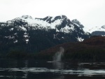 Whale in front of the Red Bluffs of the Red Bluff Bay entrance