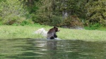 water bear turning into land bear
