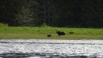 really big courting bear. This is the largest bear I've ever seen.