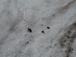 Mama & cubs crossing steep snow field on cliff face