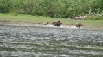 running to escape very large male bear after her cubs