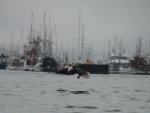 eagle in front of Thompson Marina Harbor, Sitka, Alaska