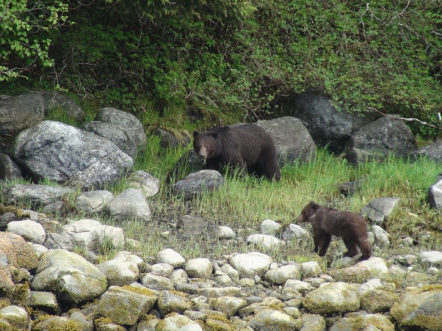 Sow & cub bear Takatz Bay