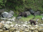 Sow & cub bear Takatz Bay