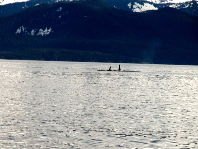 Orcas near Vanderbilt Reef