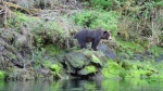 Red Bluff Bay bear