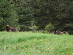 big bear was in his own zone, but female kept me from getting close shots.  The male is the biggist bear I've ever seen 