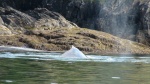 whale by the rocks outside Port Armstrong