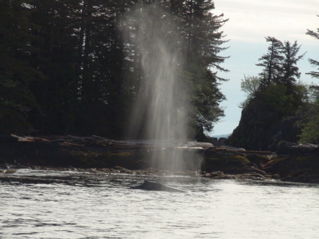 One more shot of the Port Armstrong whale