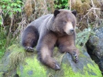 imposing or posing bear?