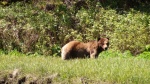 This large scar faced bear was directly across the river while I was taking the photos of the other darker bear 