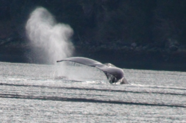 Lisianski Inlet whales