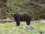 Big bear about 25 yds from the Mokai & me