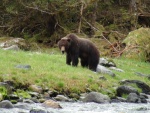 Same bear  is about 1/4 mile from our anchorage in Hidden Bay off Slocum Arm, Chichagof wilderness
