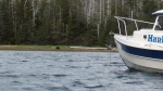 bear on shore Hidden Bay