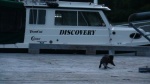 mink forest service dock Port Fredrick