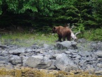 bear came out by our Sister Lake anchorage