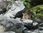 deer on small island in Sister Lake