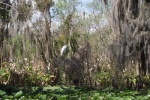 Plenty of birds. Pat & Hank gave an excellent tour cruise around the Island