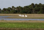 white pelicans at entrance to Econlockhathee