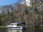 Tully-B, check out the tree in the background with many Egrets!