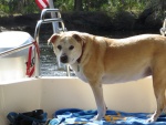 Lily of the Molly Brown 2003-2016. My best friend passed shortly after the gathering. She grew up on the boat and loved to boat,fish and swim. 