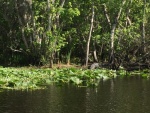 Gators sunning on shore. (Center right of photo)