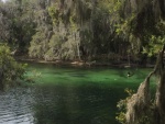 Lots of Manatees in Blue Springs SP