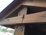 Critters at Hontoon State Park