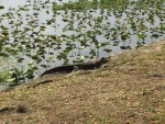 Critters at Hontoon State Park