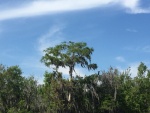 Eagle in the tree top