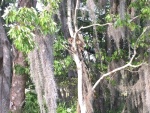 Barred owl in tree with his dinner. (Center of photo)