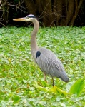 We saw lots of my favorite bird, the great blue heron.