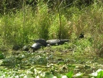 The campground gator has a friendly pillow