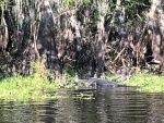 Alligator on the Hontoon Dead River
