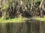 Alligator on the Hontoon Dead River