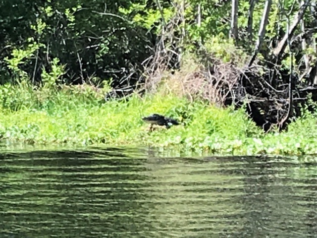 Hontoon Dead River Alligator.