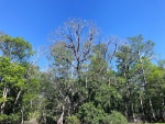 Ibis birds in the trees on the Hontoon Dead River.