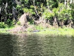 Hontoon Dead River Gators.  BTW, we are now after the official gathering, and a flotilla of 10 following C-Otter.