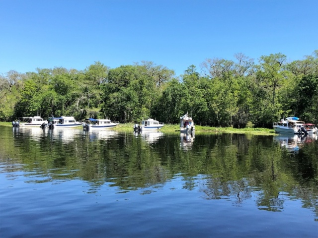 Weed Anchoring on the Hontoon Dead River.