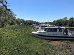 Weed Anchoring on the Hontoon Dead River.