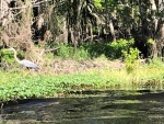 Blue Heron